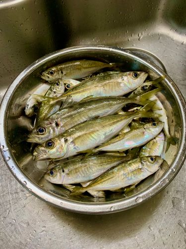 アジの釣果