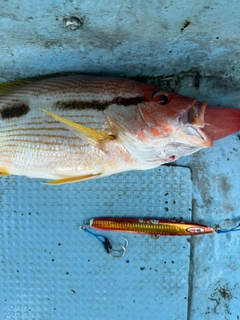 ヨコスジフエダイの釣果