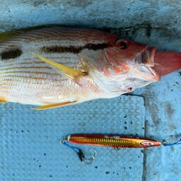 ヨコスジフエダイ