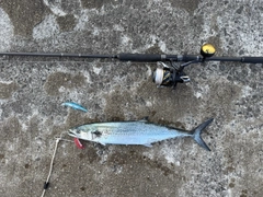 サワラの釣果