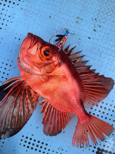 チカメキントキの釣果