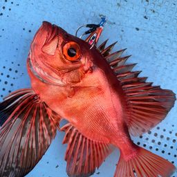 チカメキントキ