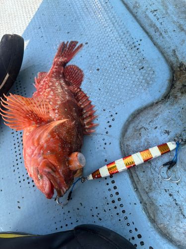 ウッカリカサゴの釣果