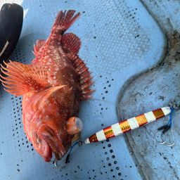 ウッカリカサゴ