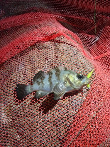 クロメバルの釣果