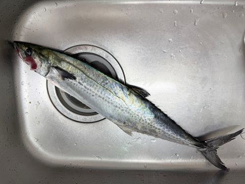 サゴシの釣果