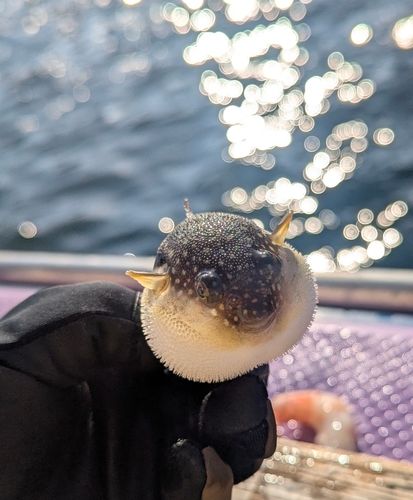 ヒガンフグの釣果