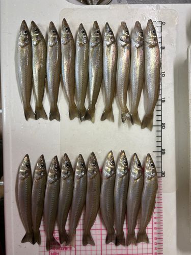 シロギスの釣果