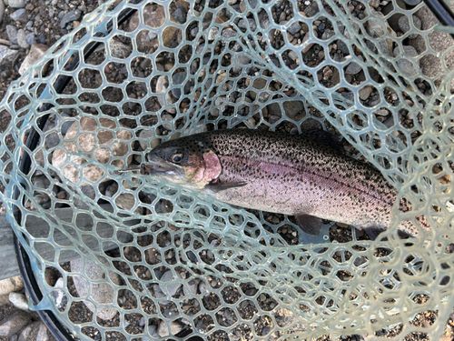 ニジマスの釣果