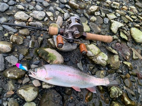 ニジマスの釣果