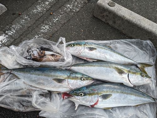 ハマチの釣果