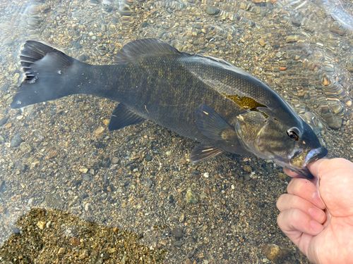 スモールマウスバスの釣果