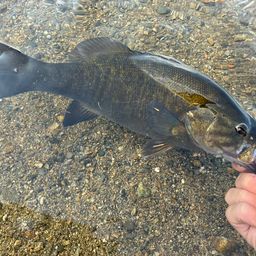 スモールマウスバス