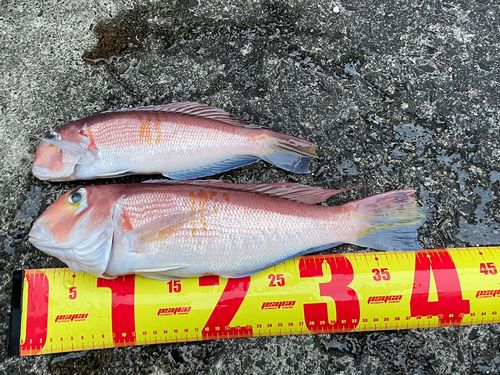 アマダイの釣果