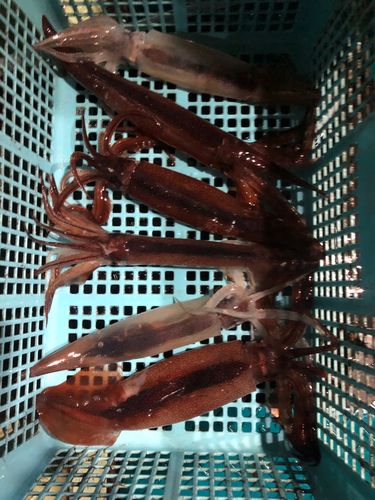 三陸海岸（岩手）