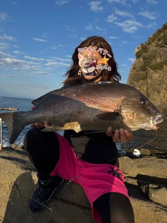 コロダイの釣果