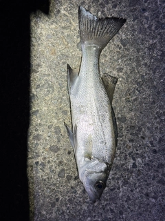 セイゴ（ヒラスズキ）の釣果