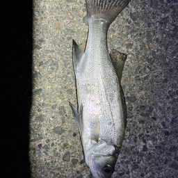 セイゴ（ヒラスズキ）