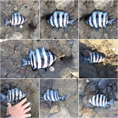 サンバソウの釣果