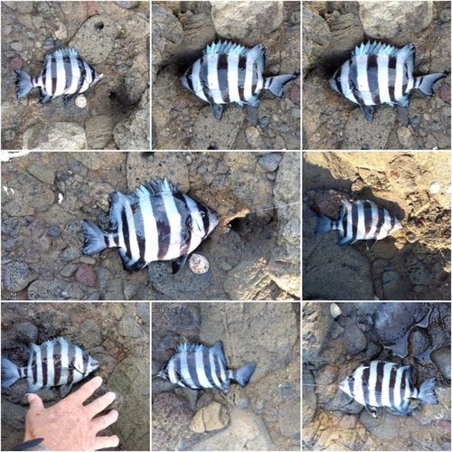 サンバソウの釣果