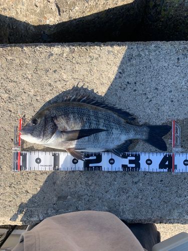 クロダイの釣果