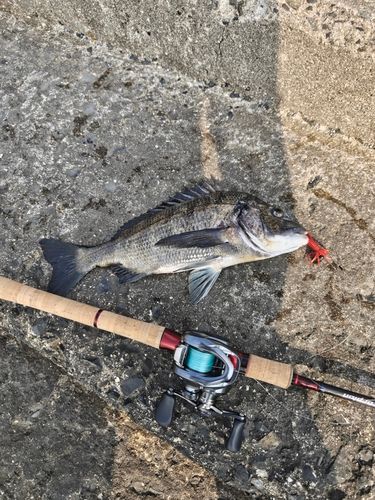 チヌの釣果