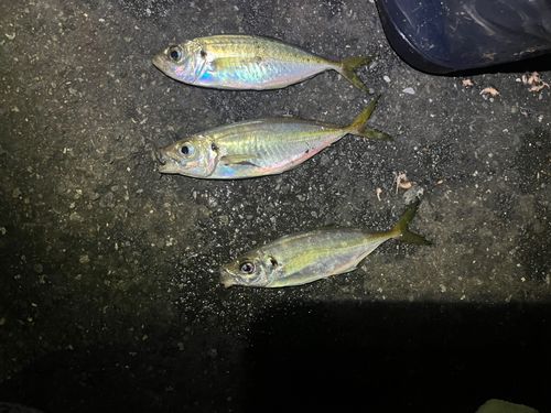 東京湾（アクアライン〜富津）