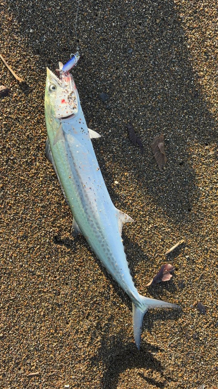 DAIWA 21シーバスハンター X 106M・Rの最安値・インプレ・釣果 | 本音