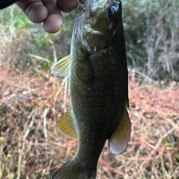 スモールマウスバス