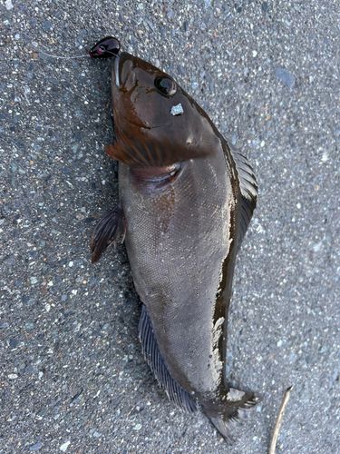 アイナメの釣果