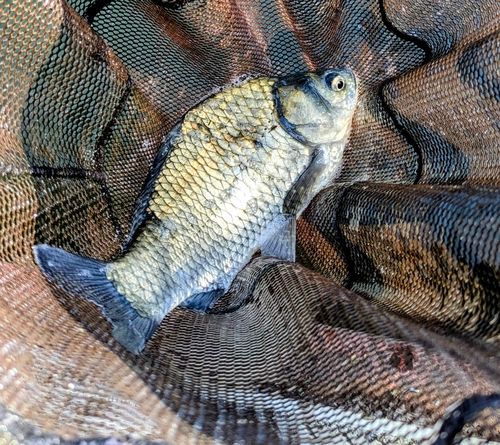 ヘラブナの釣果