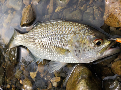 オオクチユゴイの釣果