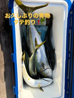 ワラサの釣果
