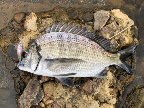 ミナミクロダイの釣果