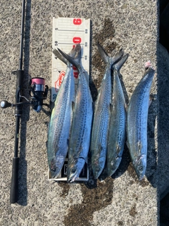 サゴシの釣果