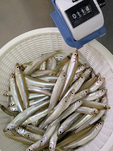 ワカサギの釣果