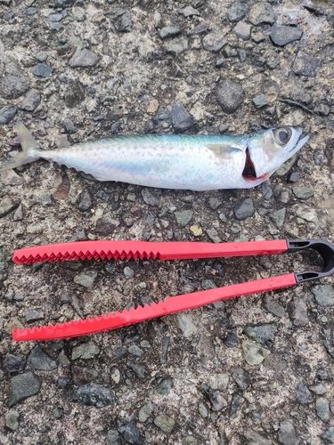 サバの釣果