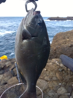オナガグレの釣果