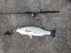 ヒラスズキの釣果