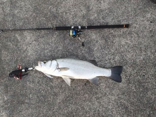 ヒラスズキの釣果