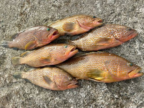 キジハタの釣果