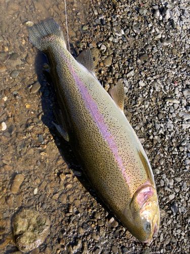 ニジマスの釣果