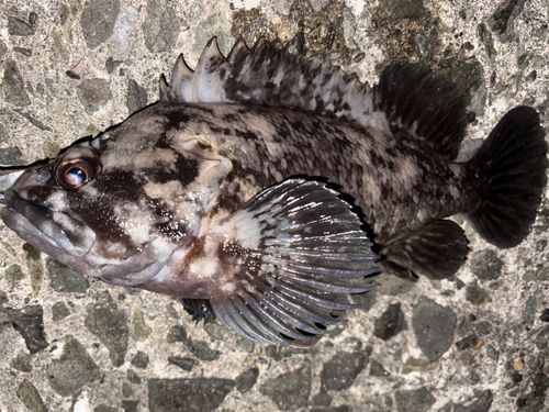 ハチガラの釣果