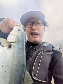 イナダの釣果