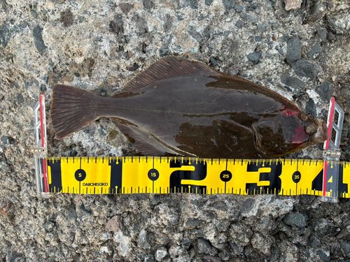 イシガレイの釣果