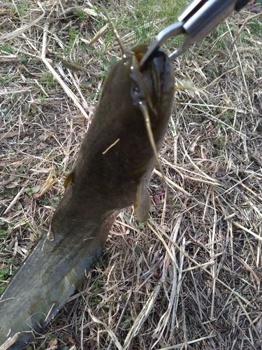 ニホンナマズの釣果