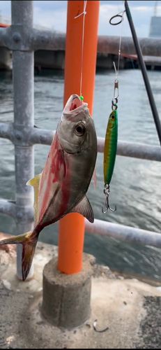 シマアジの釣果