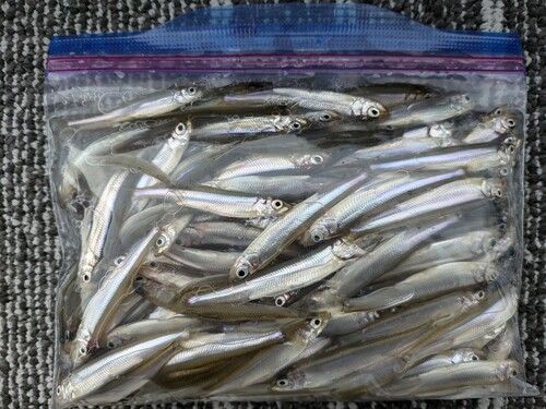 ワカサギの釣果