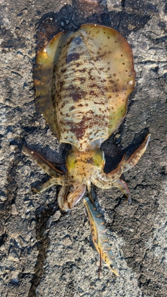 アオリイカの釣果