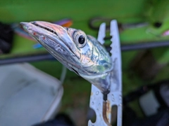 タチウオの釣果